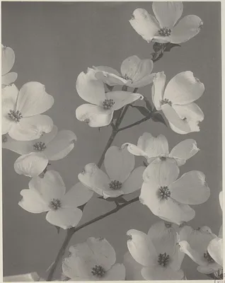 41. Cornus Florida, flowering dogwood