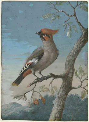 Bird Study: Bohemian Waxwing