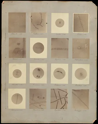 Metropolitan Water Works Miscellaneous, biological laboratory, organisms, diatomaceae and desinidieau, Mass., ca. 1892