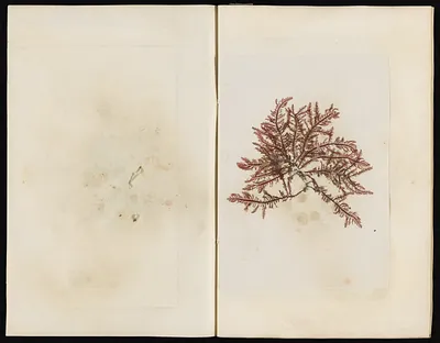 p. 44