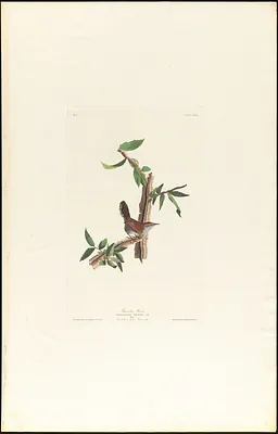 Bewick's warbler
