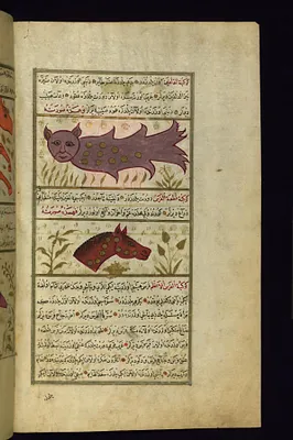 Delphinus and Equuleus