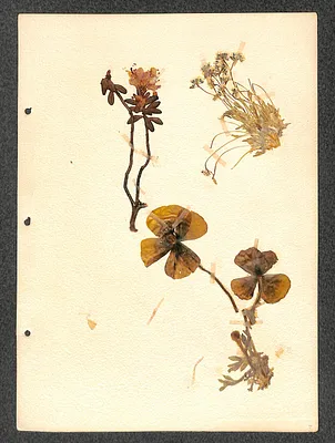 p. 7