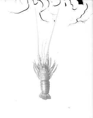 Spiny lobster with articulated joints