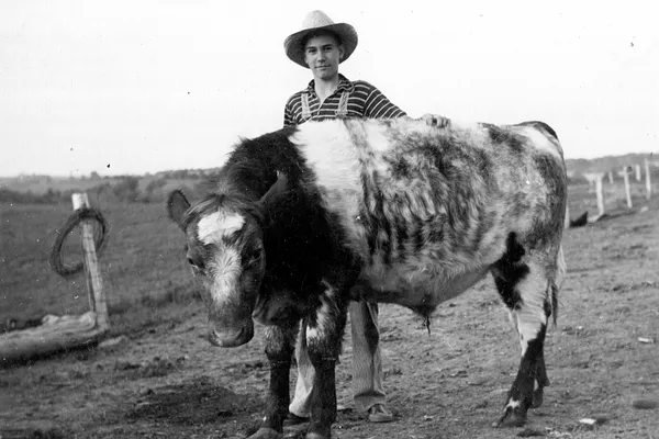 Virgil Brockmeyer 4H beef project, 1940