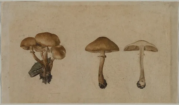 Mushrooms