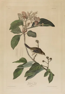 Bachman's Finch