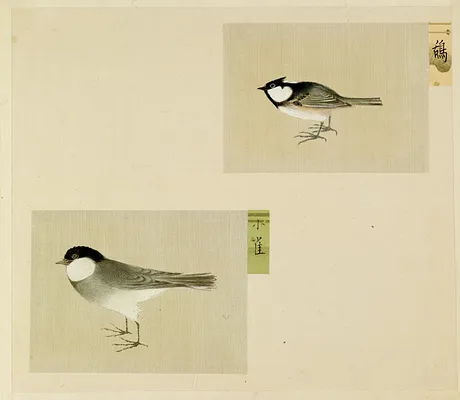 Leaf from Album Depicting Small Birds