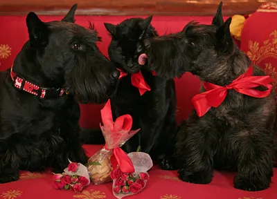 Barney Watches as Miss Beazley Gives a "Kiss" to Kitty for Valentine's Day 2007