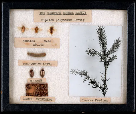 The European spruce sawfly