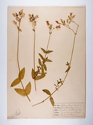 Silene vulgaris, Silene cucubalus