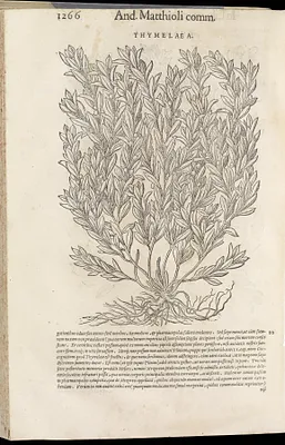 Commentarii in Sex Libros Pedacii Dioscoridis Anazarbei de Medica Materia, jam Denuo ab Ipso Autore Recogniti, et Locis Plus Mille Aucti. Vol. II