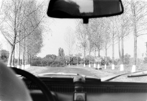 View of a Tree-Lined Road in Romania