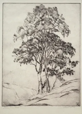 Young Gum Trees