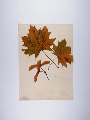 2 autumn leaves and 2 samaras
