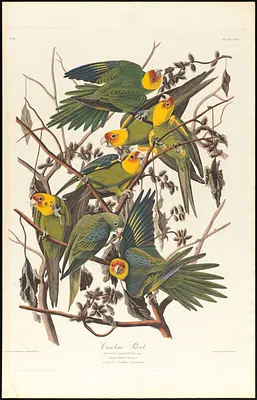Carolina parrot
