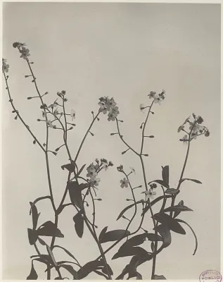 213. Myosotis laxa, forget-me-not