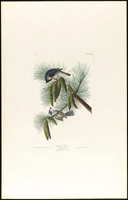 Crested titmouse
