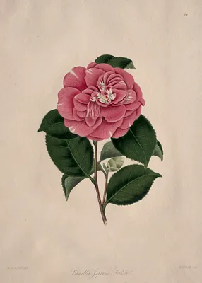 Illustrations and descriptions of...the Natural Order Camellieae:  No. 44