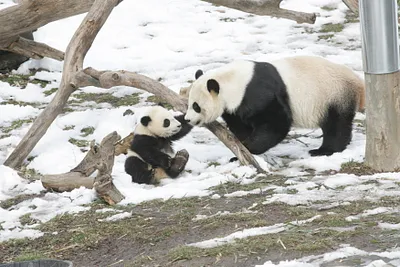 Giant Panda, Mei Xiang, Plays with Son, Seven Month Old Tai Shan, at the Smithsonian National Zoological Park in Washington, DC
