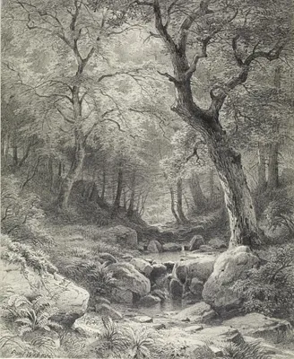 Forest Scene