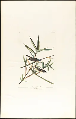 Solitary flycatcher or vireo