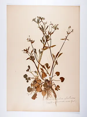 Ranunculus abortivus