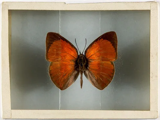 Curetis Aias