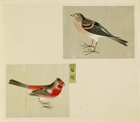 Leaf from Album Depicting Small Birds