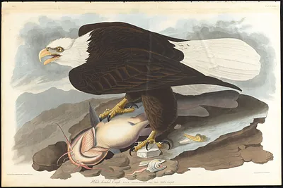 White-headed eagle