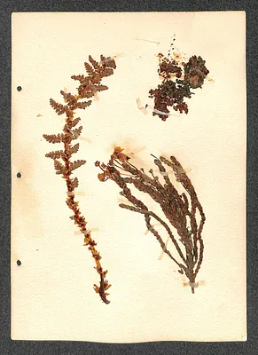 p. 3