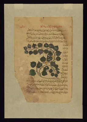 Wild Cucumber