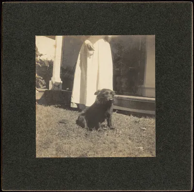 Scottie dog sitting on grass near porch; woman in white dress behind dog