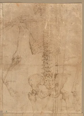 Upper Half of Skeleton from the Back