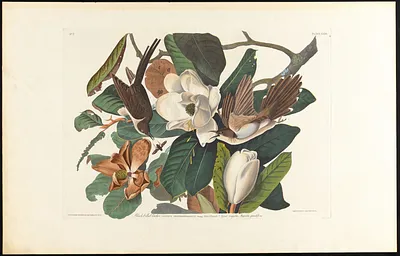 Black-billed cuckoo