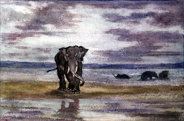 Elephants in Water