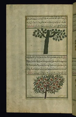 A Plane Tree and a Pomegranate Tree
