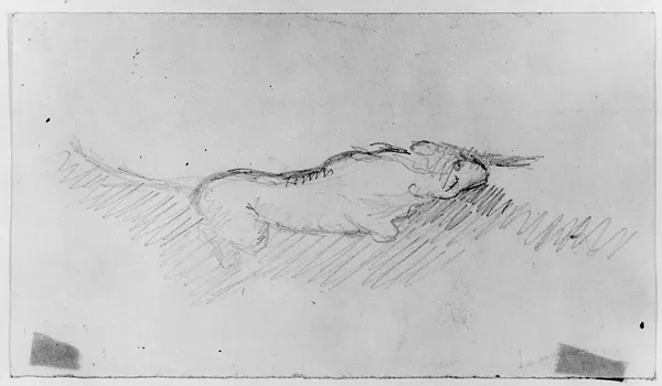 Sketch of a Tiger Rolling