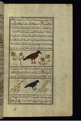 A Sand-grouse and a Turtle-dove