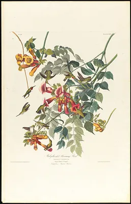 Ruby-throated humming bird