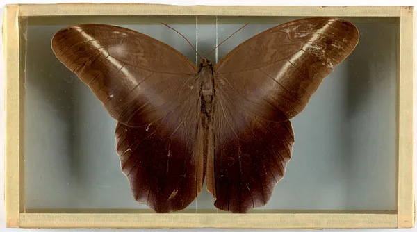 Caligo idomeus (Brazil)