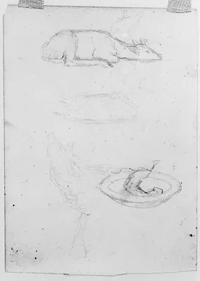 Sketches of Deer
