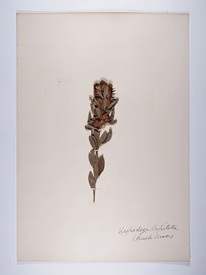 Lespedeza capitata