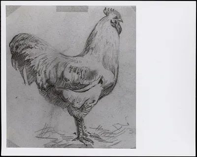 Drawing of a rooster by W. Lester Stevens, 1909