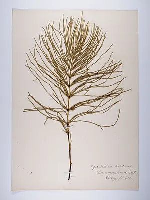 Equisetum arvense