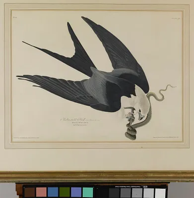Swallow-tailed Hawk