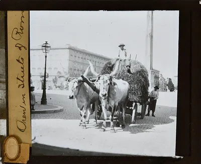 Photograph of Oxen in Streets of Rome