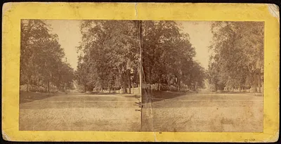 Tree-lined street