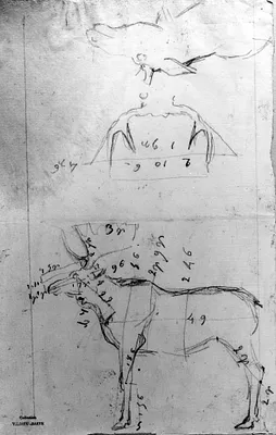 Sketch of Elk with Measurements and Antlers