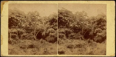 Grass and tree landscape